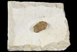 Kainops Trilobite - Black Cat Mountain, Oklahoma #168872-2